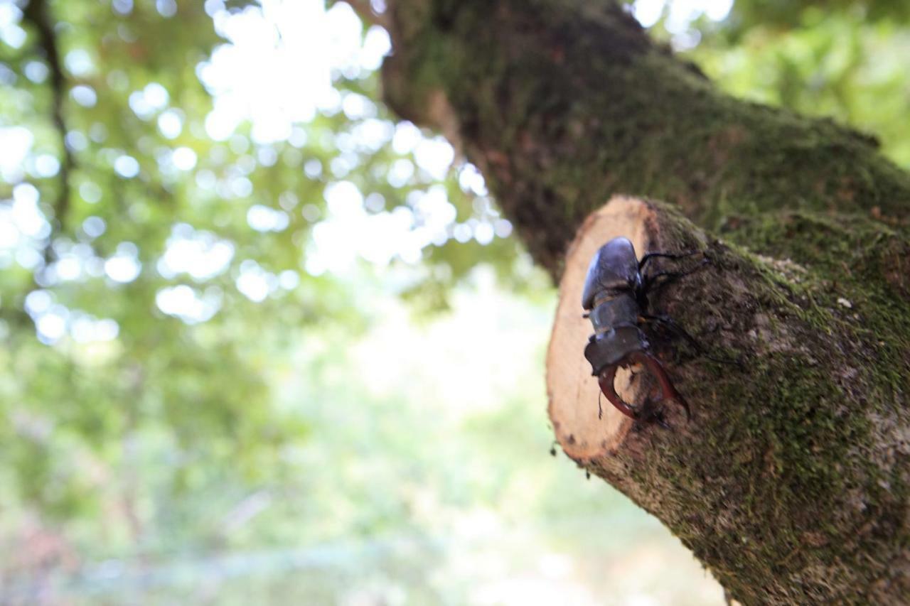Oak Nature Виейра до Миньо Екстериор снимка